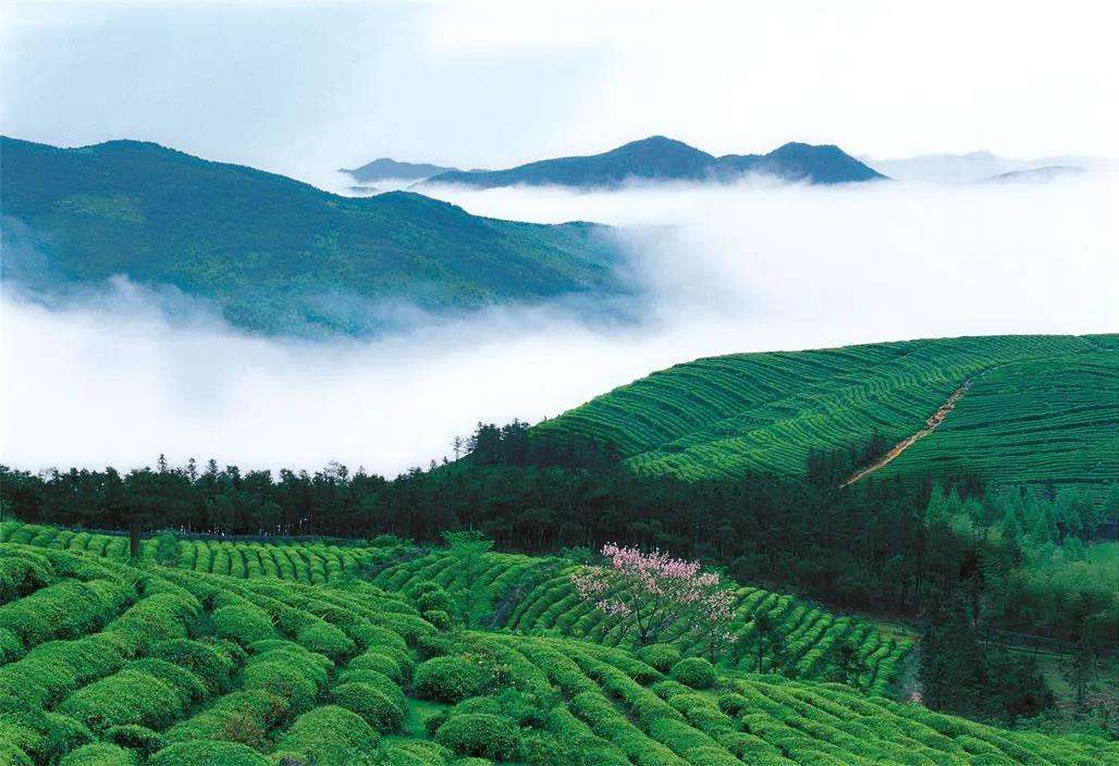 富硒红茶与普洱茶的区别