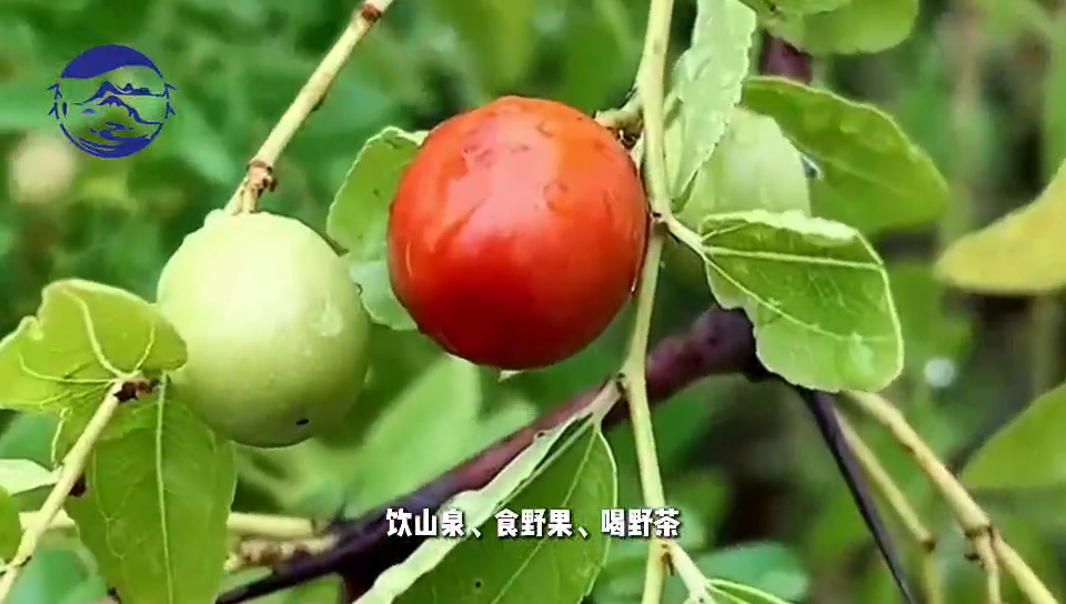 富硒水和茶哪个好用点呢