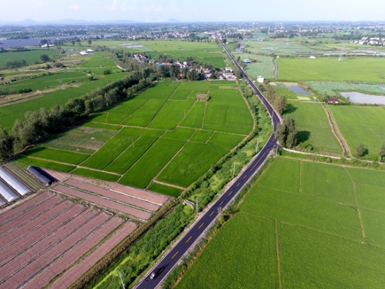 池州霄坑五队毛峰富硒茶