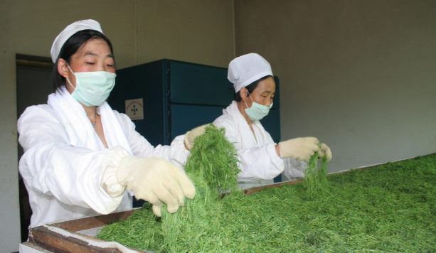 西安茶叶批发市场富硒茶