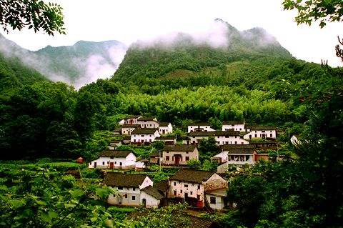 池州仙寓山富硒野茶怎样