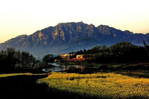 池州仙寓山富硒野茶怎样