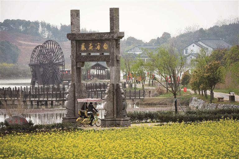 池州仙寓山富硒野茶怎样