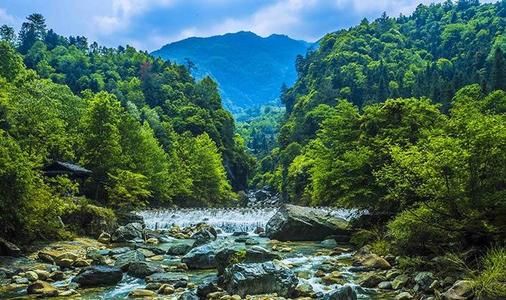 池州仙寓山富硒野茶怎样