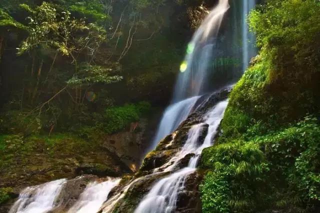 池州仙寓山富硒野茶怎样