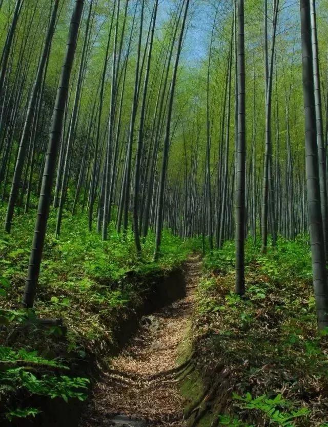 池州仙寓山富硒野茶怎样