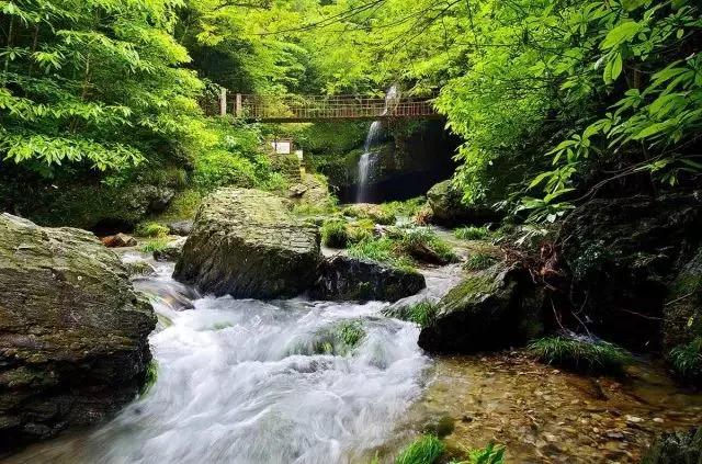 池州仙寓山富硒野茶怎样