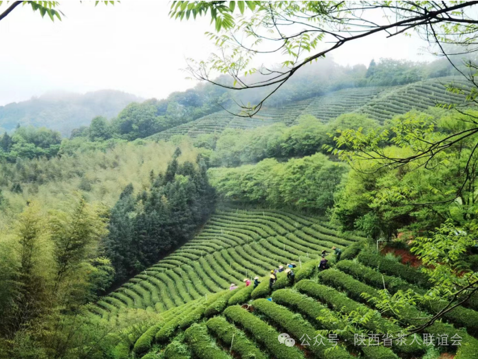 紫阳富硒茶能不能天天喝