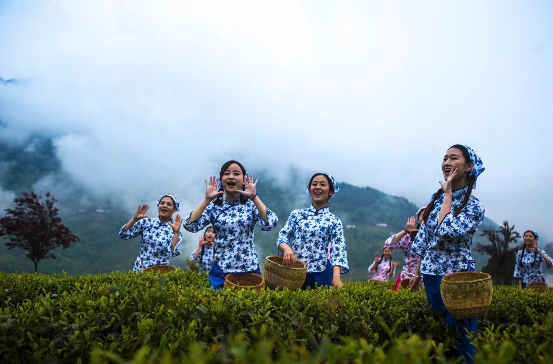 焕古茶叶紫阳富硒茶云涧