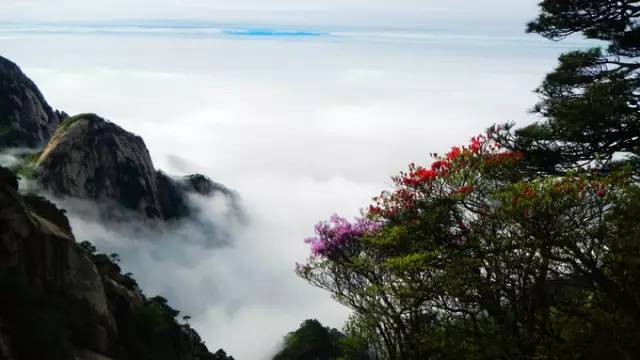 仙寓山富硒野生茶多少钱