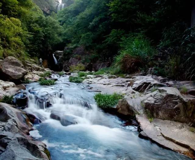 仙寓山富硒野生茶多少钱