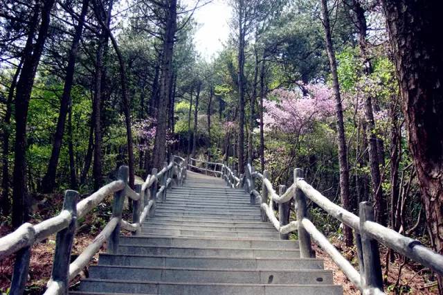 仙寓山富硒野生茶多少钱