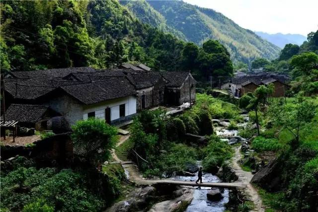 仙寓山富硒野生茶多少钱