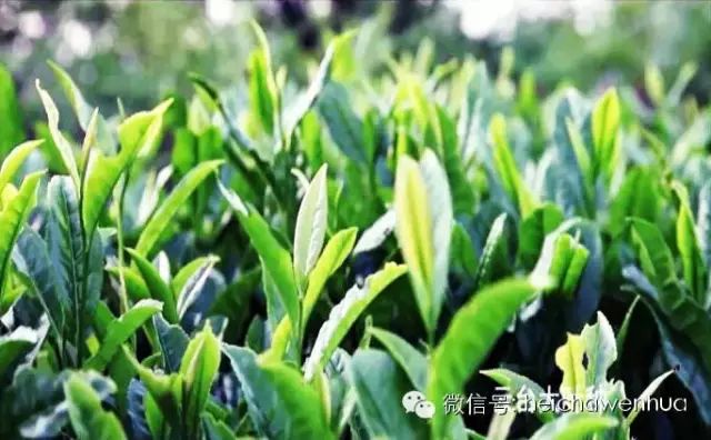 湖南黑茶是一种天然富硒