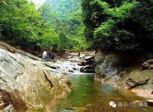 仙寓山富硒野生茶多少钱