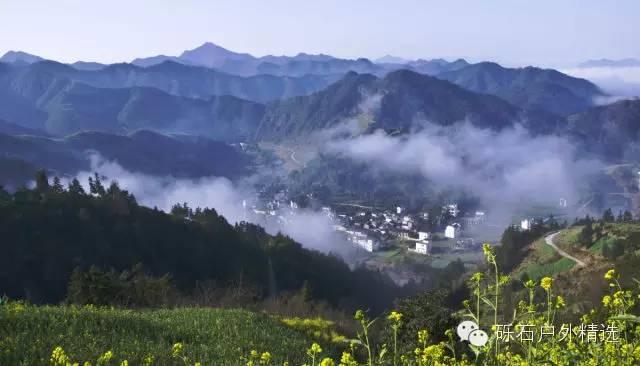 仙寓山富硒野生茶多少钱