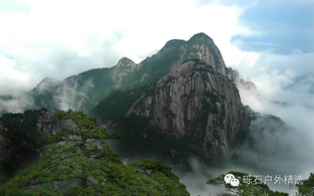 仙寓山富硒野生茶多少钱