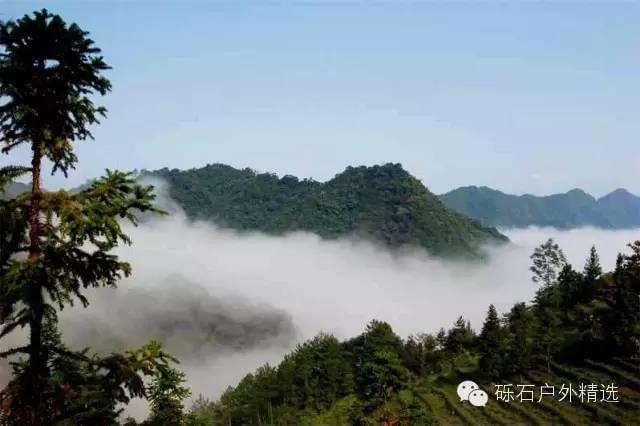 仙寓山富硒野生茶多少钱