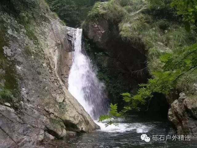 仙寓山富硒野生茶多少钱