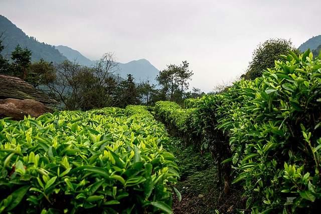 在水一方陕西山阳富硒茶