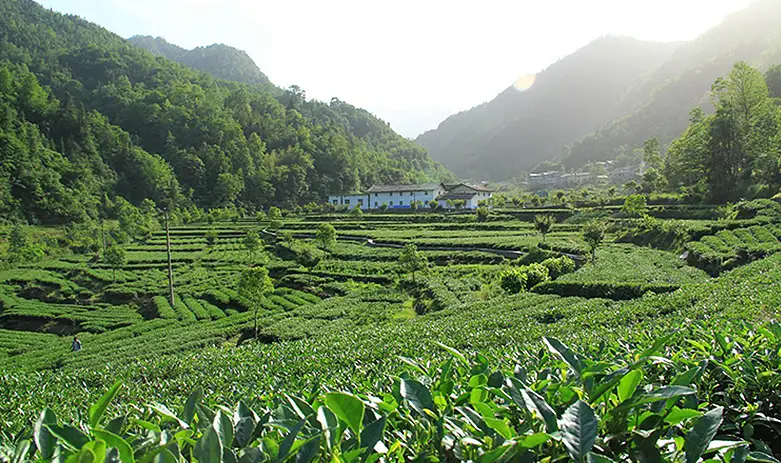 在水一方陕西山阳富硒茶