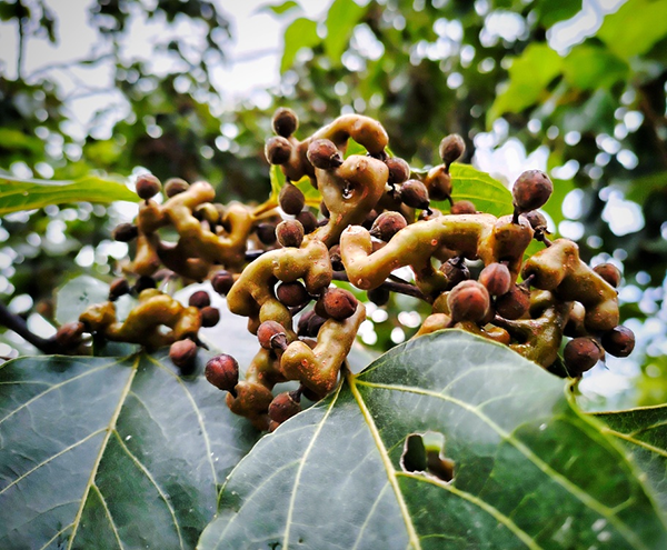 富硒茶栽培技术培训基地