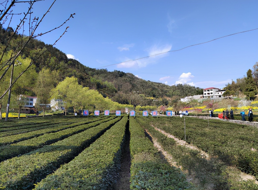 安康富硒茶平利县好不好