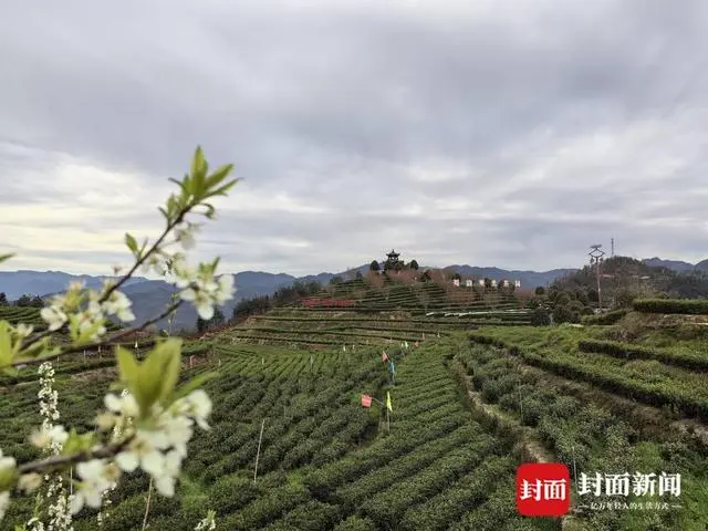 万源富硒茶的历史与来源