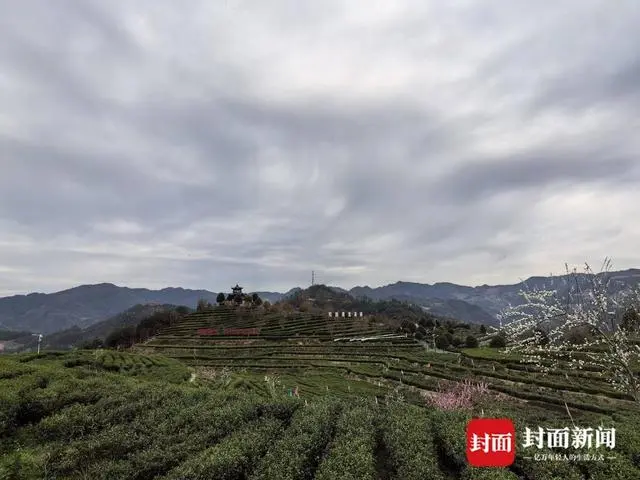 万源富硒茶的历史与来源