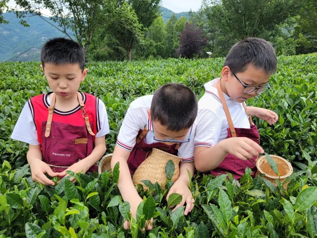 紫阳富硒茶陶博物馆美篇