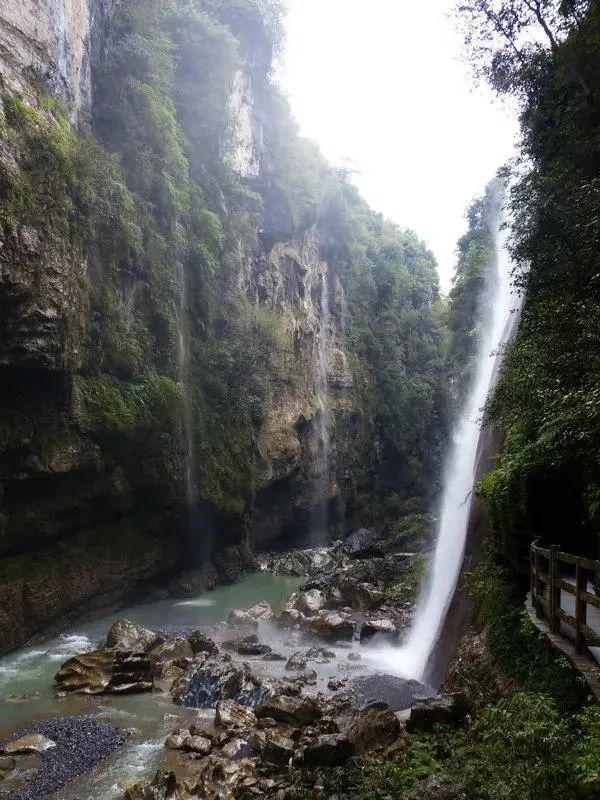 大峡谷富硒茶价格多少钱