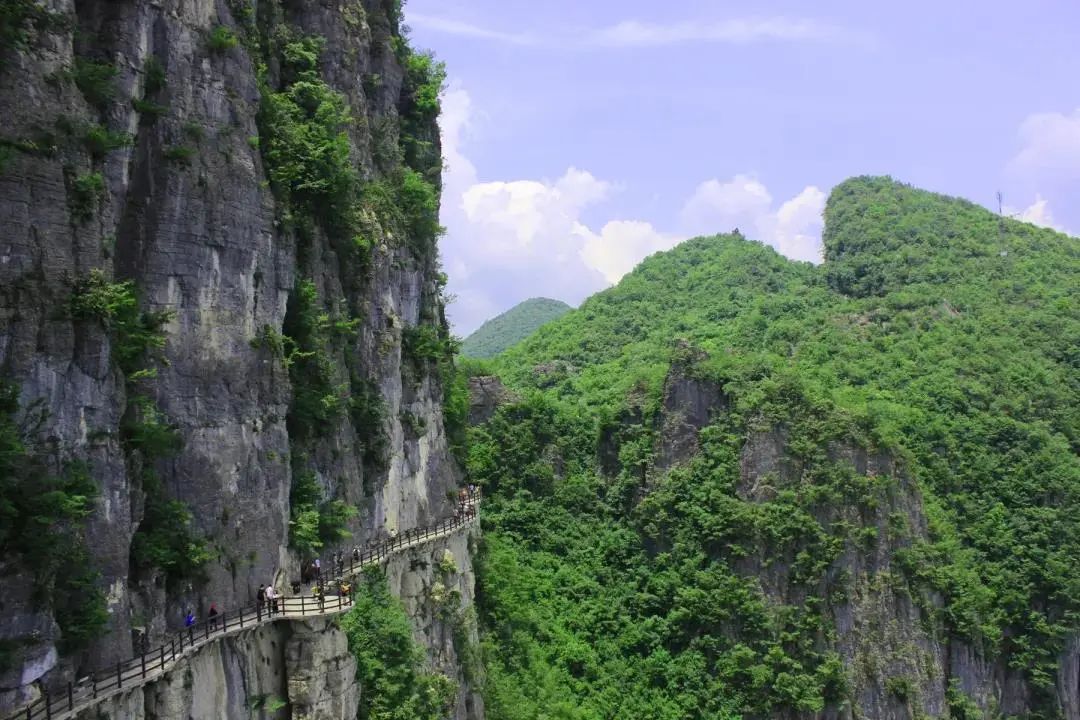 大峡谷富硒茶价格多少钱