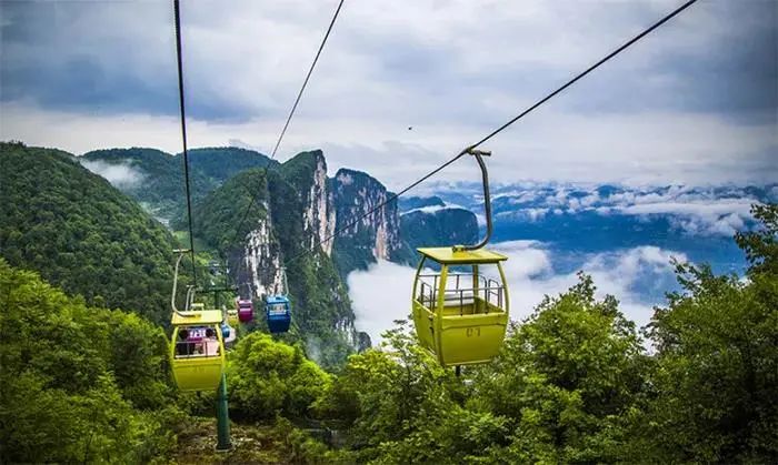 大峡谷富硒茶价格多少钱