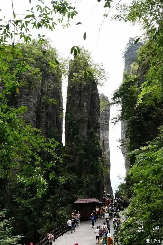 大峡谷富硒茶价格多少钱