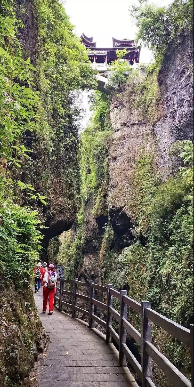 大峡谷富硒茶价格多少钱