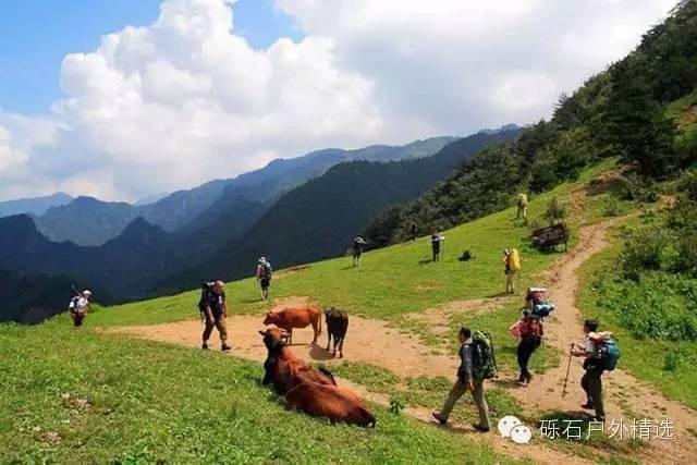 石台县仙寓山富硒野生茶