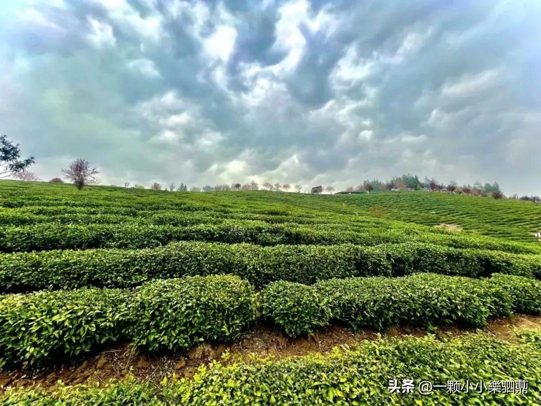 焕古茶叶紫阳富硒茶一级