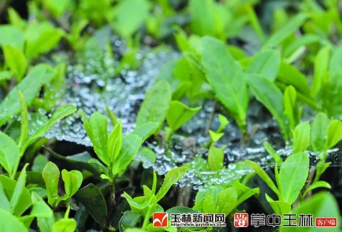 300一斤的富硒茶贵吗