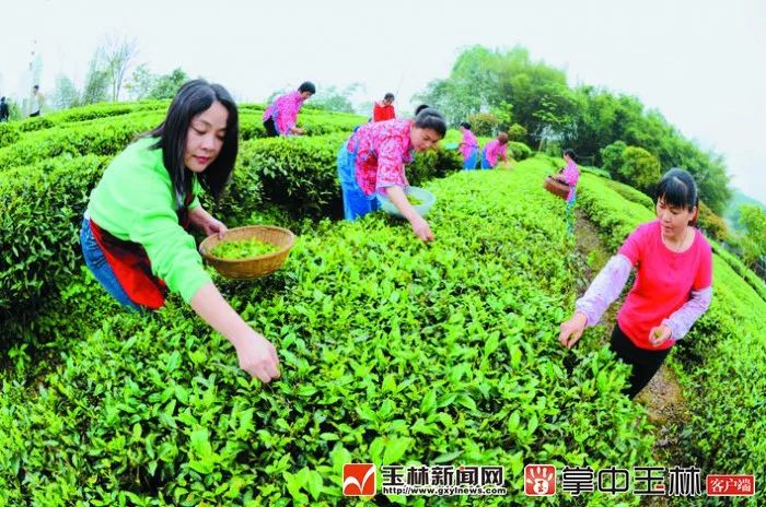 300一斤的富硒茶贵吗