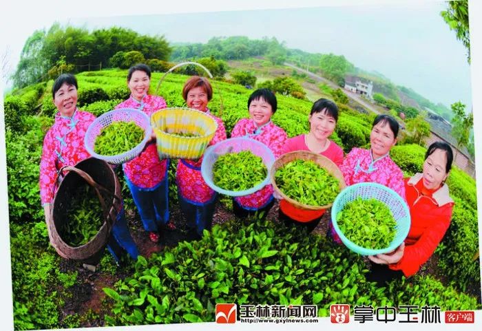 300一斤的富硒茶贵吗