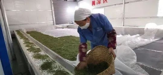 万源富硒茶 雀舌在哪买