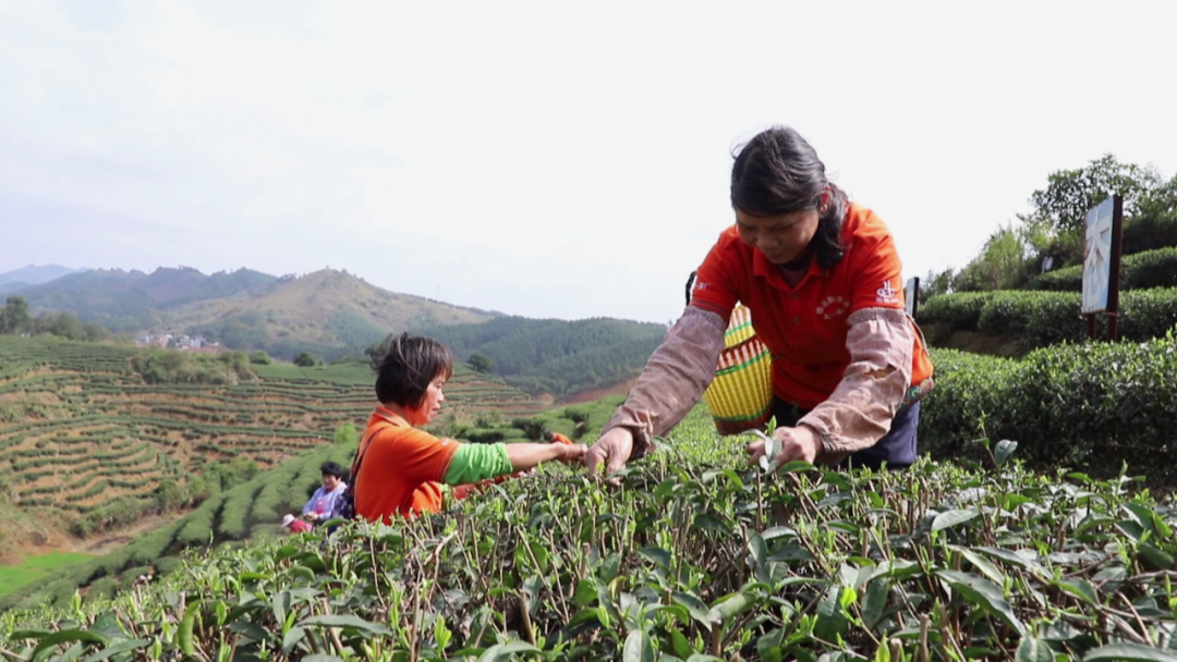 300一斤的富硒茶贵吗