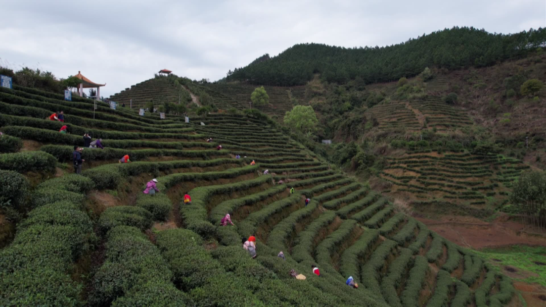 300一斤的富硒茶贵吗