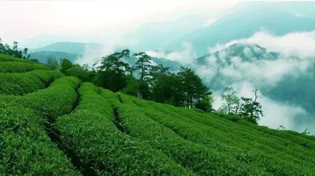 富硒龙井茶超微片的功效