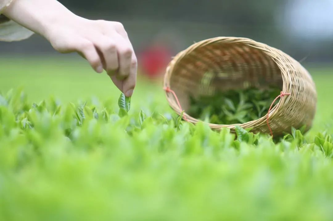 恩施富硒茶价格表春之然