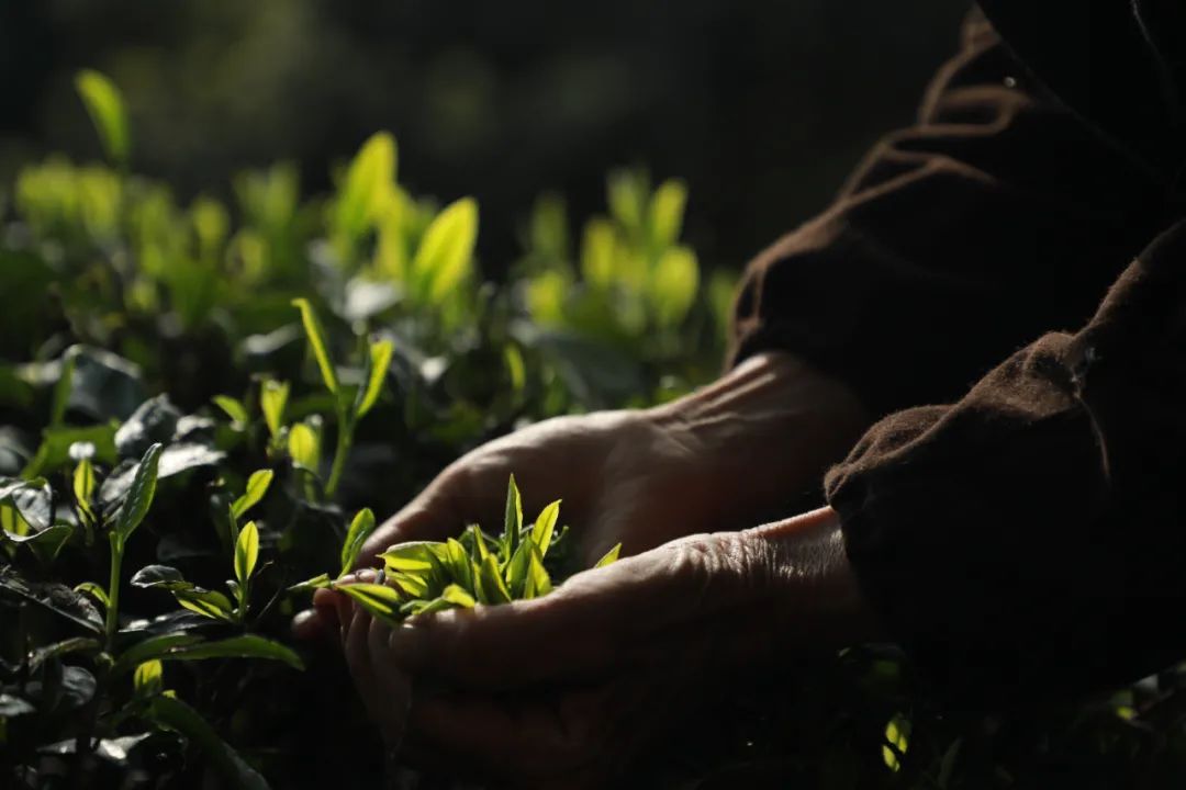 恩施富硒茶价格表春之然