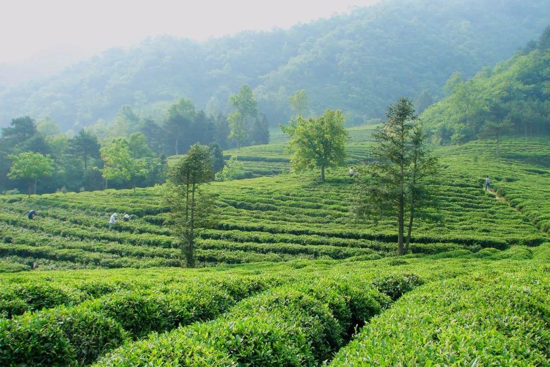 全国三大富硒茶区在哪里