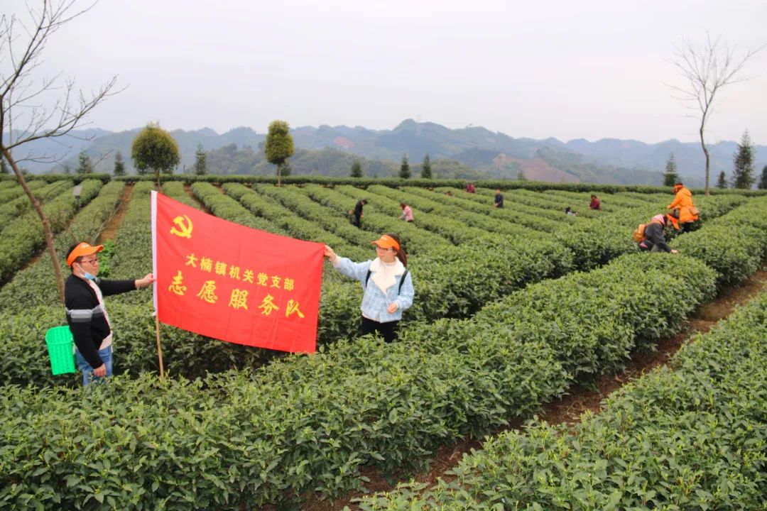 富硒茶的价格是多少一斤