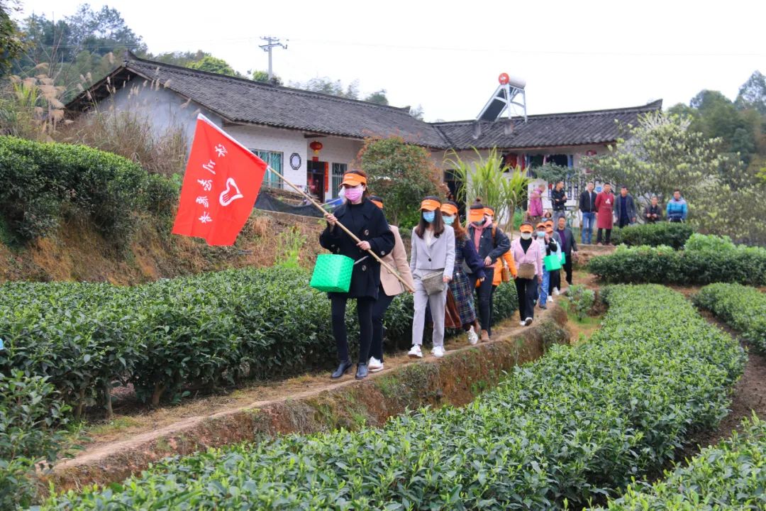 富硒茶的价格是多少一斤