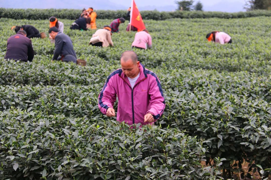 富硒茶的价格是多少一斤